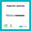 Alginate spatula สปาตูล่า ไม้พาย VP-LX-70-1599